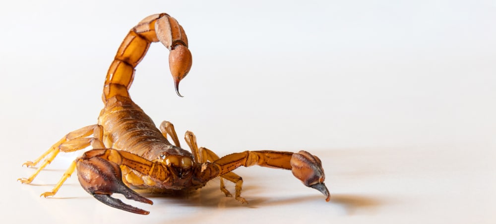 Close up of a arizona bark scorpion who is ready to strike on a white background