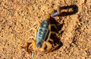 Close up of a striped bark scorpion in sand