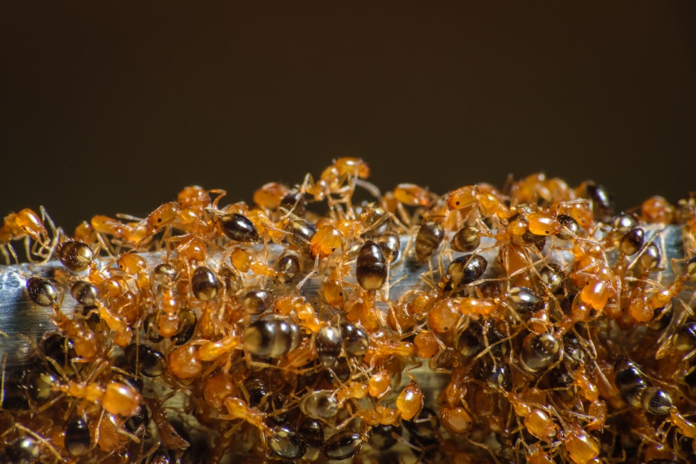 A Guide to Pharaoh Ants Hawx Pest Control