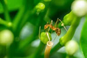 Pharaoh ant crawling on a flower with a green background