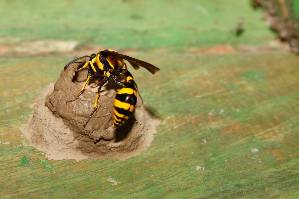 How to Get Rid of Mud Dauber Nests Hawx Pest Control