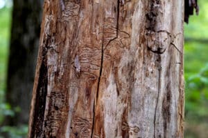 Close up of wood boring beetle damage to a tree