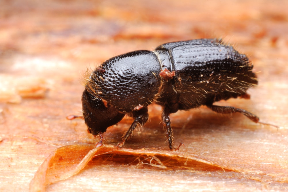 Common Types of WoodBoring Beetles Hawx Pest Control