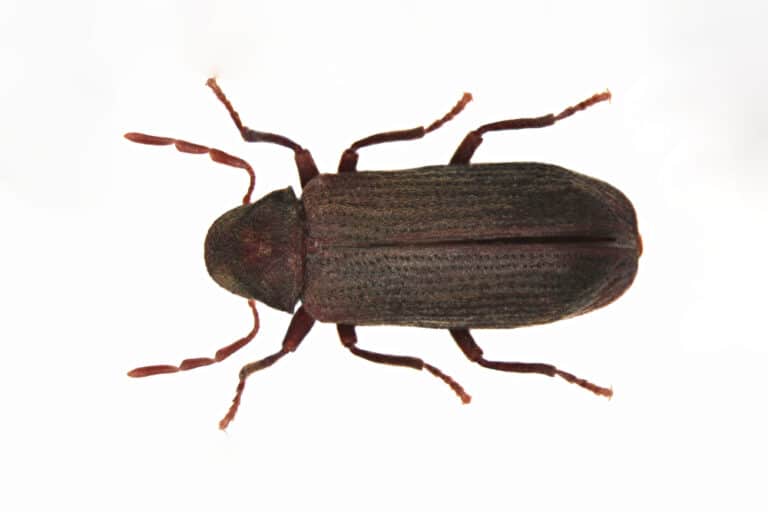 Common Types of WoodBoring Beetles Hawx Pest Control