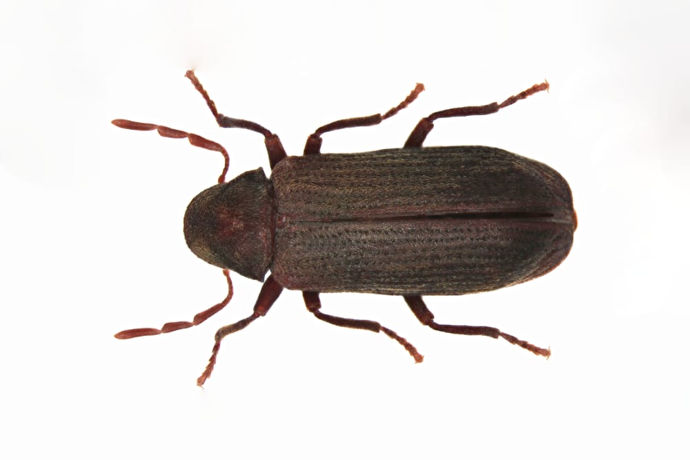 Common Types of WoodBoring Beetles Hawx Pest Control