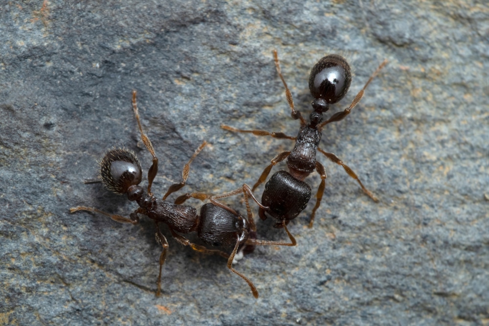 What are Pavement Ants? Hawx Pest Control