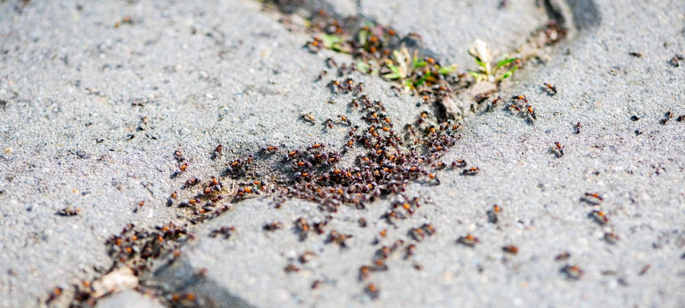 Group of pavement ants fill a crack in a paved surface.