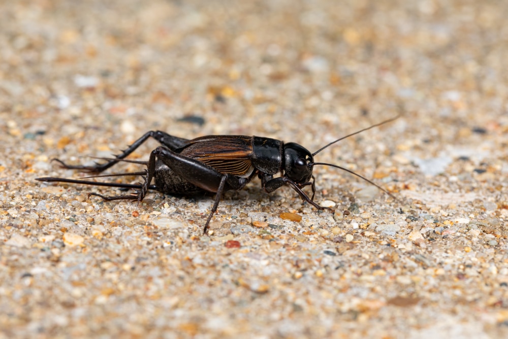 How to Get Rid of Crickets Hawx Pest Control