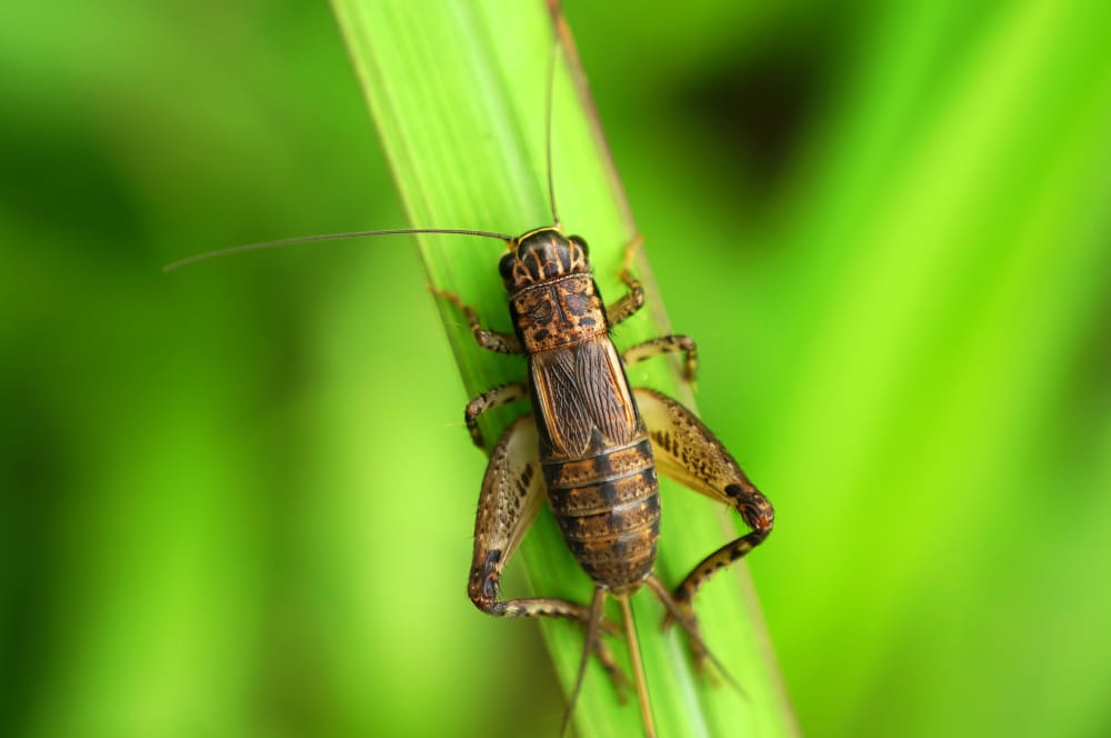 How to Get Rid of Crickets Hawx Pest Control