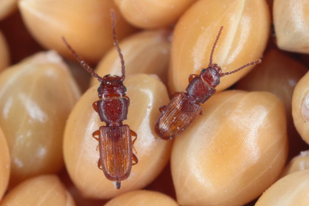 Getting Rid of a Pantry Beetle Infestation Hawx Pest Control