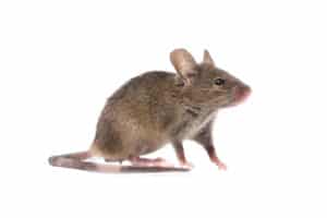 A house mouse stands out against a white background.