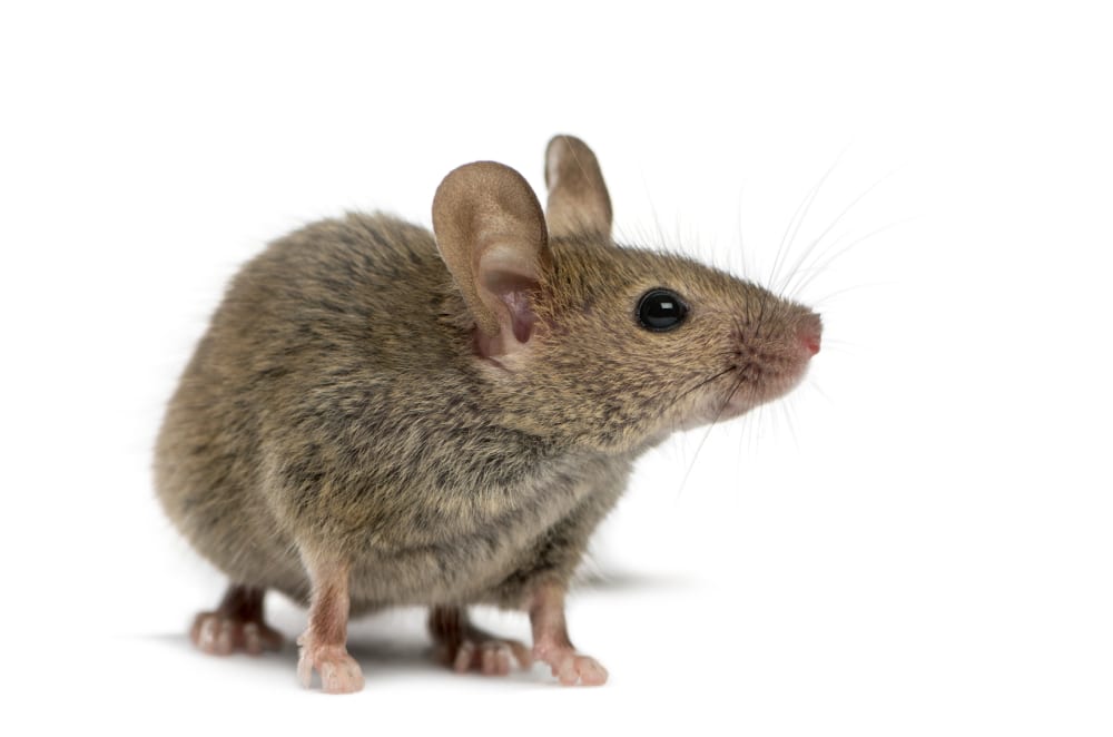 Field Mice vs. House Mice What’s the Difference? Hawx Pest Control