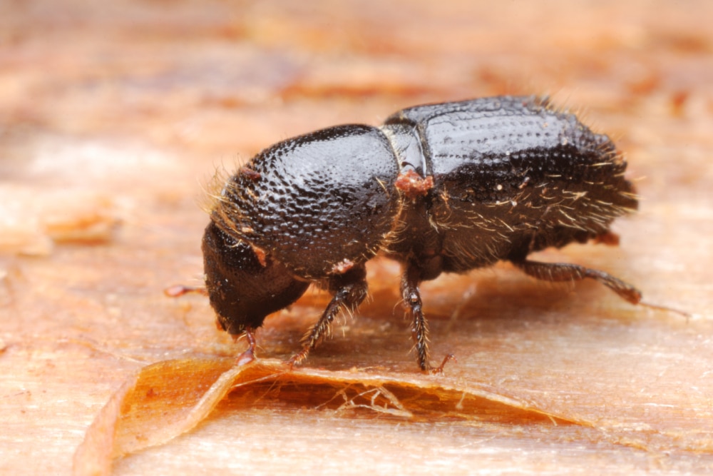 Weevils Infestation 101 What to Do About Bark Beetles Hawx Pest Control