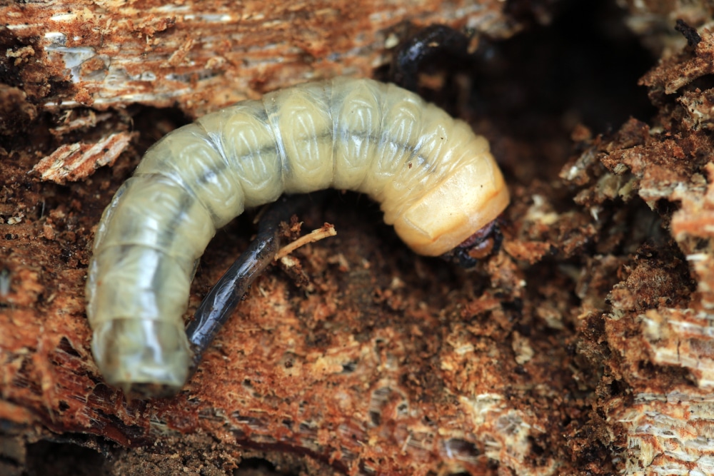 What You Need to Know About RoundHeaded Borers Hawx Pest Control