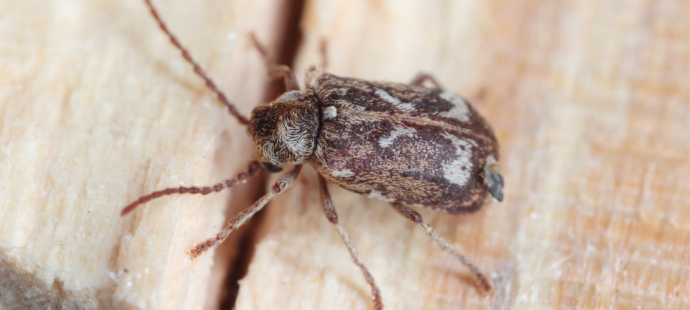 Close up of a deathwatch beetle on wood