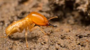 Close up of a Subterranean termite in the dirt