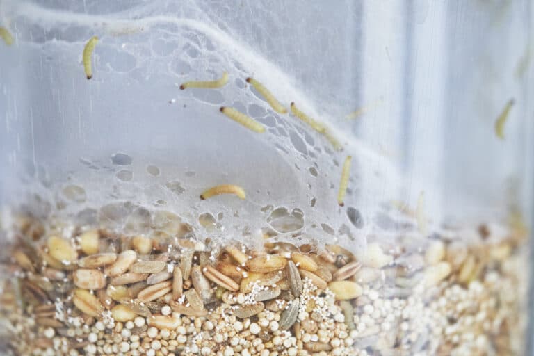 How to Get Rid of Indian Meal Moths Hawx Pest Control