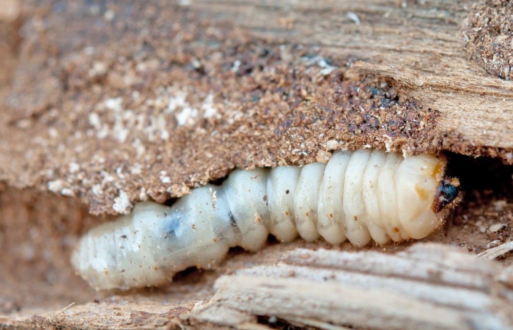 What are Woodworms? And How to Get Rid of Them Hawx Pest Control