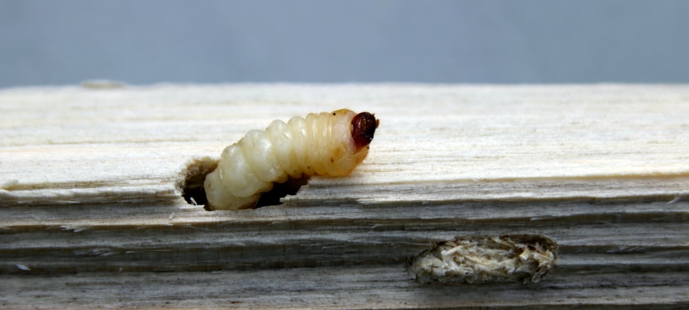 Close up of a woodworm crawling out of a hole in a piece of wood