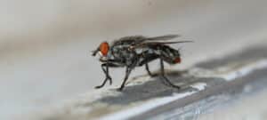 Close up of a fly on a gray background