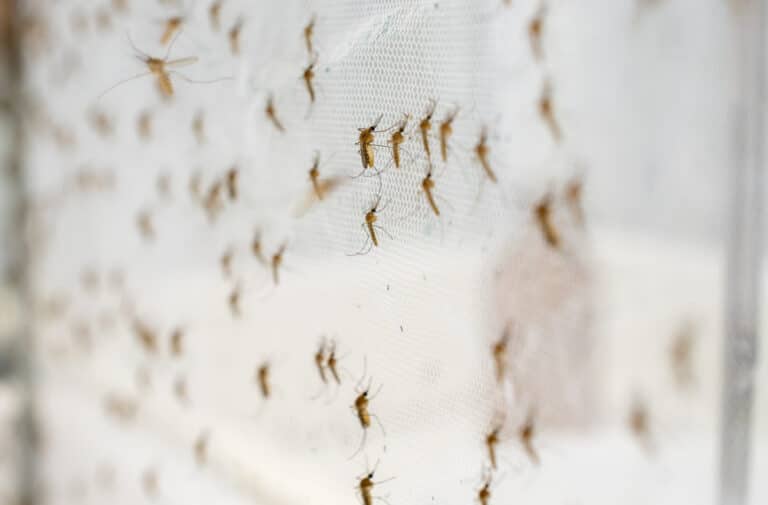 How do Mosquito Nets Work? Hawx Pest Control