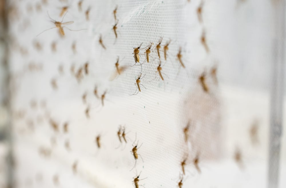 How do Mosquito Nets Work? Hawx Pest Control