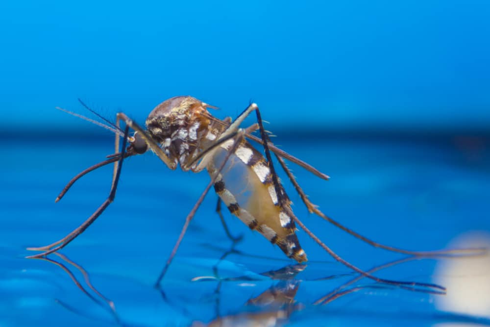 How to Keep Mosquitoes Away from Your Pool Hawx Pest Control