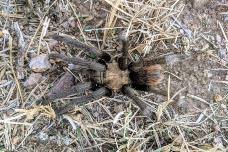 Tarantulas in Arizona What You Need to Know Hawx Pest Control