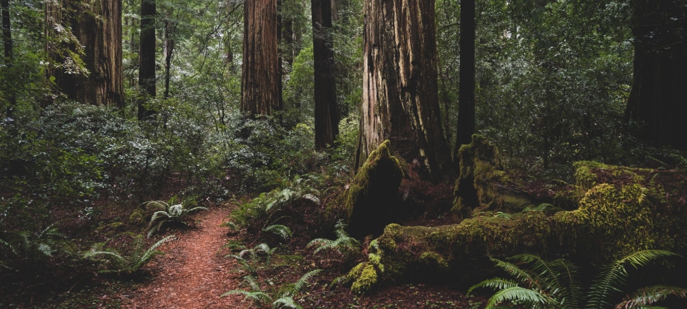 Redwood forest in California