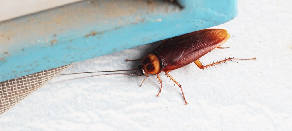 Close up of a palmetto bug with a blurred background