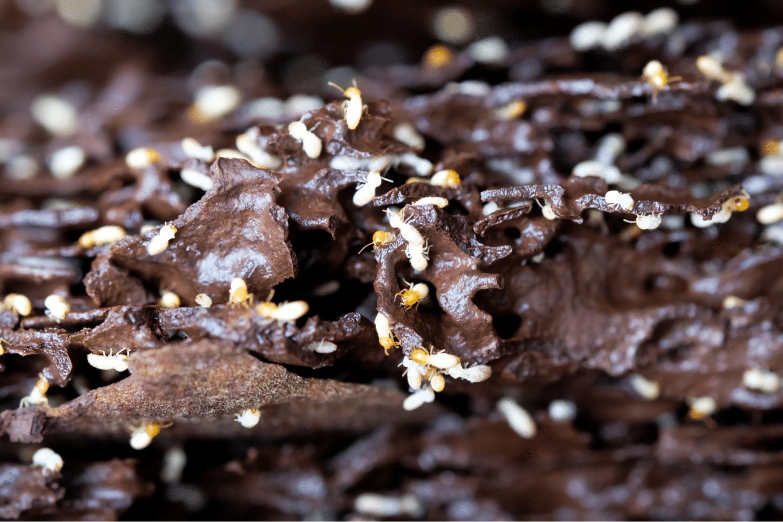 Termite Treatment Services Hawx Pest Control