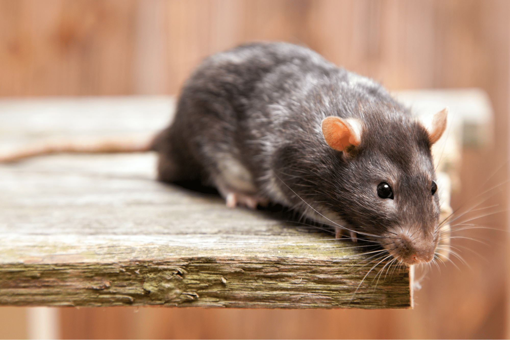 How To Get Rid Of Mice, Rats And Other Rodents – Forbes Home