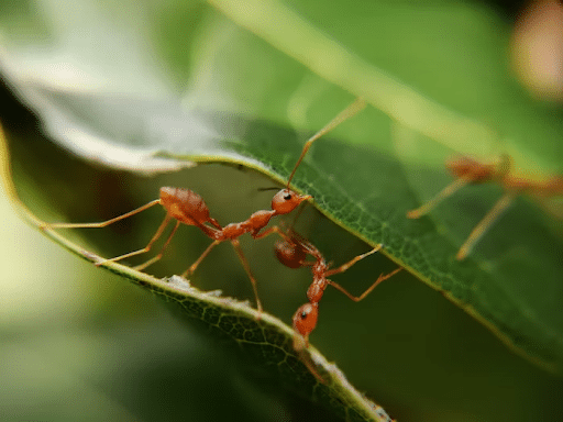 Mosquitoes flying around