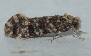 Blog - The Trick To Keeping Clothes Moths Out Of Your Houston Home