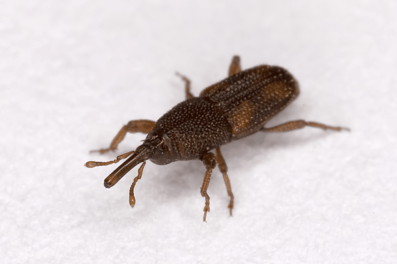 Pesky Pantry Invaders Battling Weevils in Los Angeles Hawx Pest Control