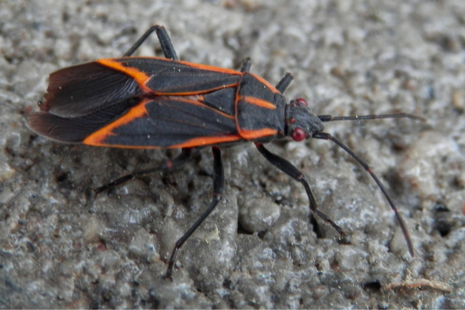 Boxelder Bug Invasion Managing Infestations in Indianapolis Hawx