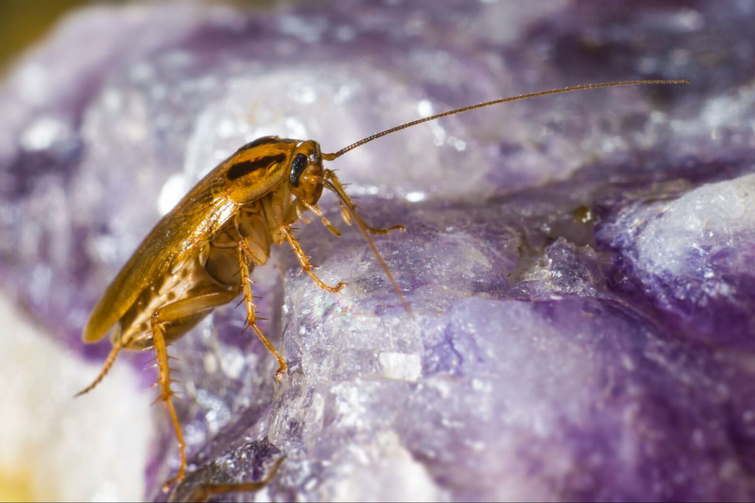 Cockroach Conundrum Managing Roach Infestations in Milwaukee