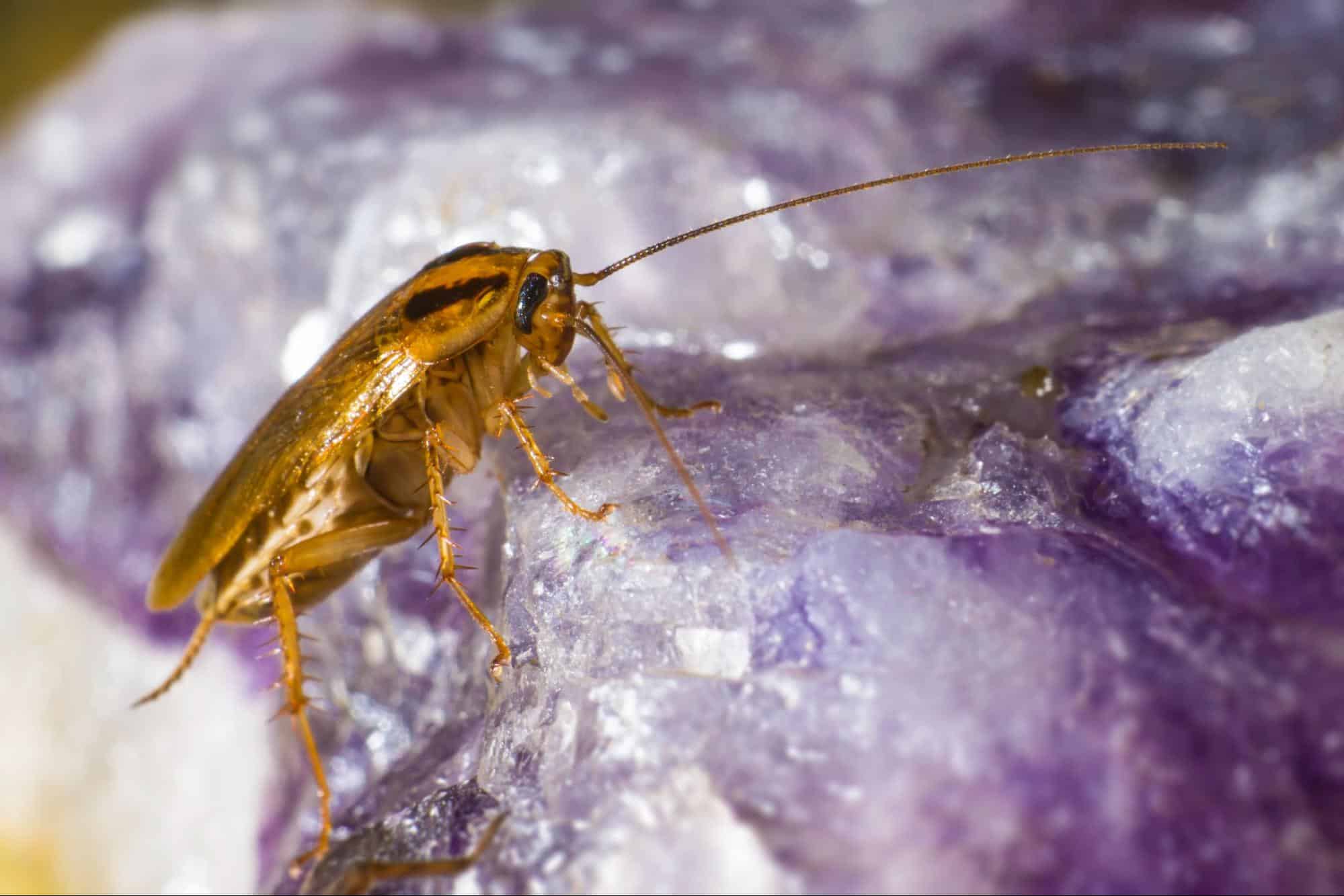 Cockroach Conundrum Managing Roach Infestations in Milwaukee Apartments Hawx Pest Control