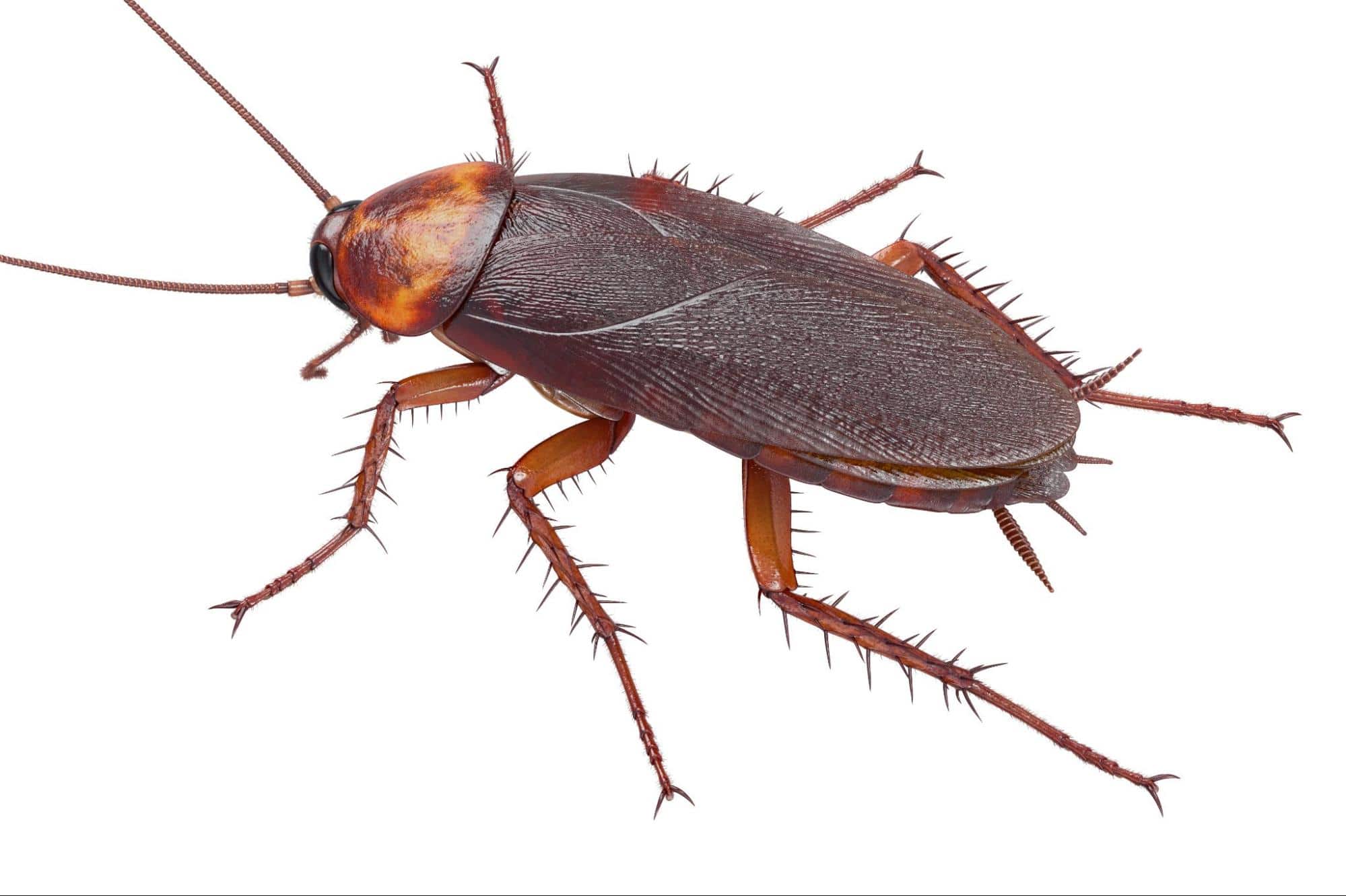 Palmetto Bugs These Infestations in Fort Lauderdale