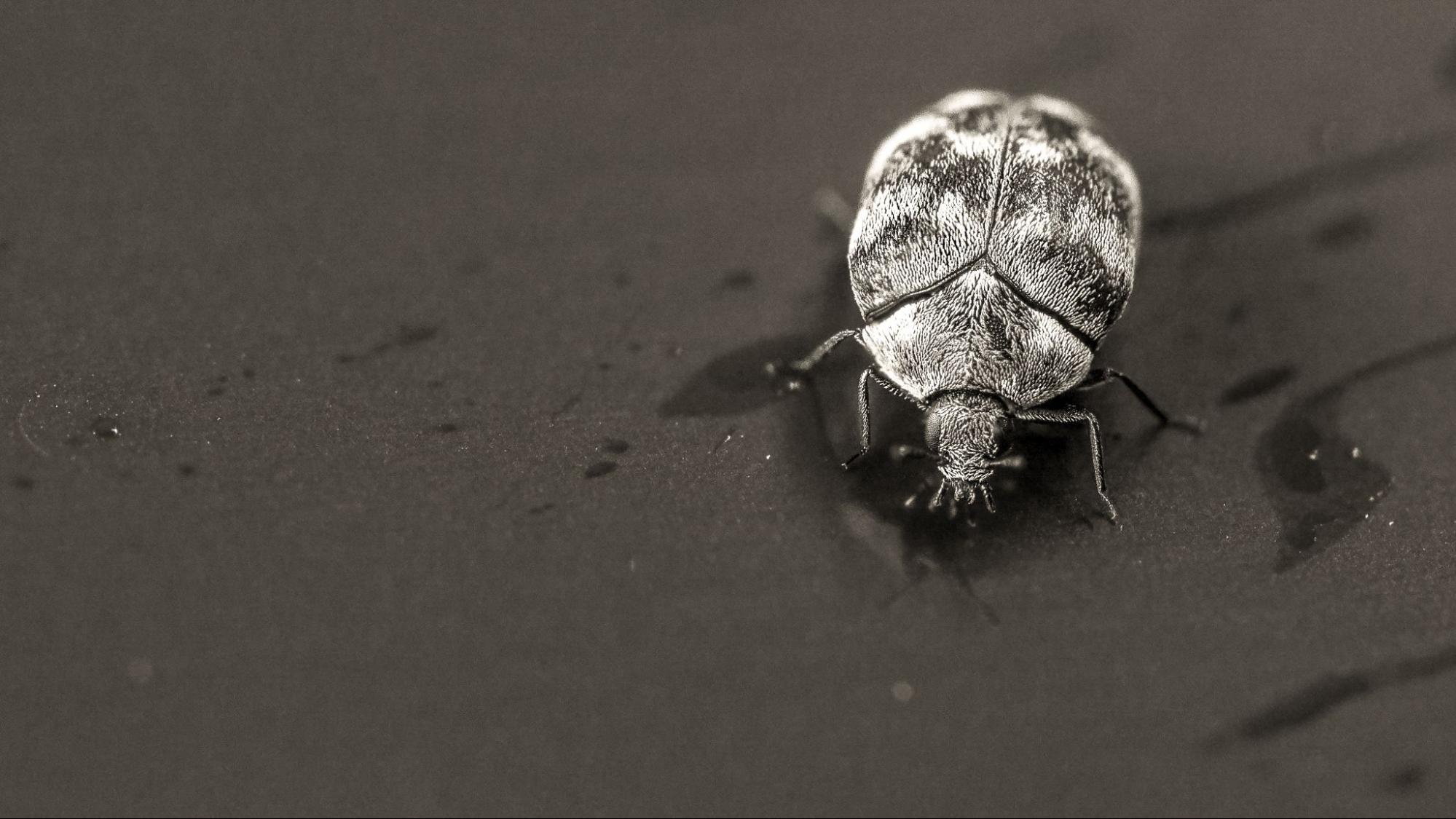 Beetle Battle Protecting Charleston Homes from Carpet Beetle Infestations Hawx Pest Control