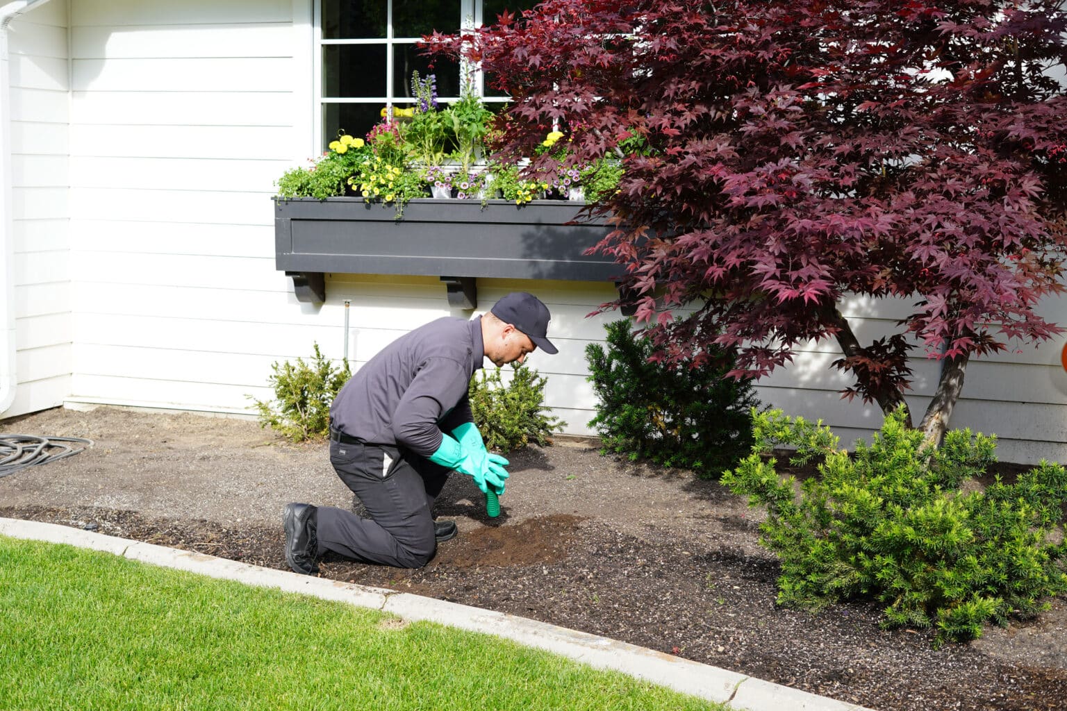 termites service Hawx Pest Control