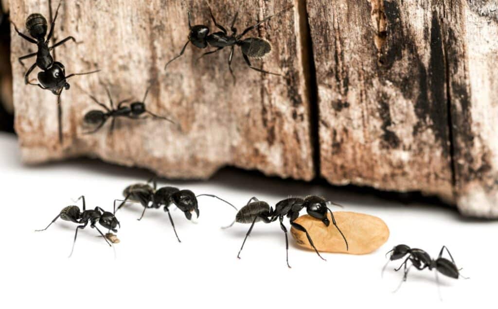 What Attracts Ants to Your Home?