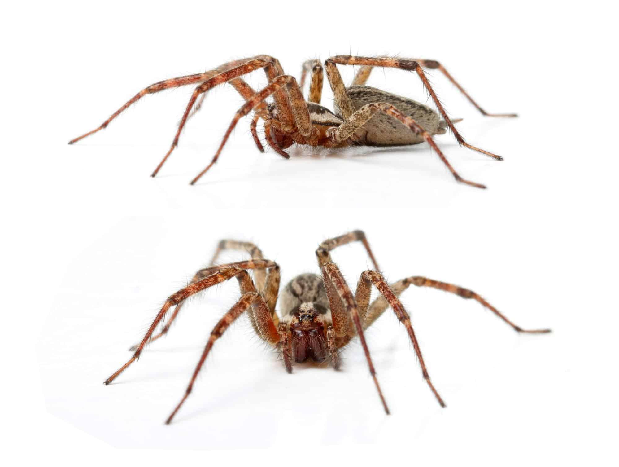 Identifying Brown Recluses: A New Mexico Resident'S Guide - im6q2dc