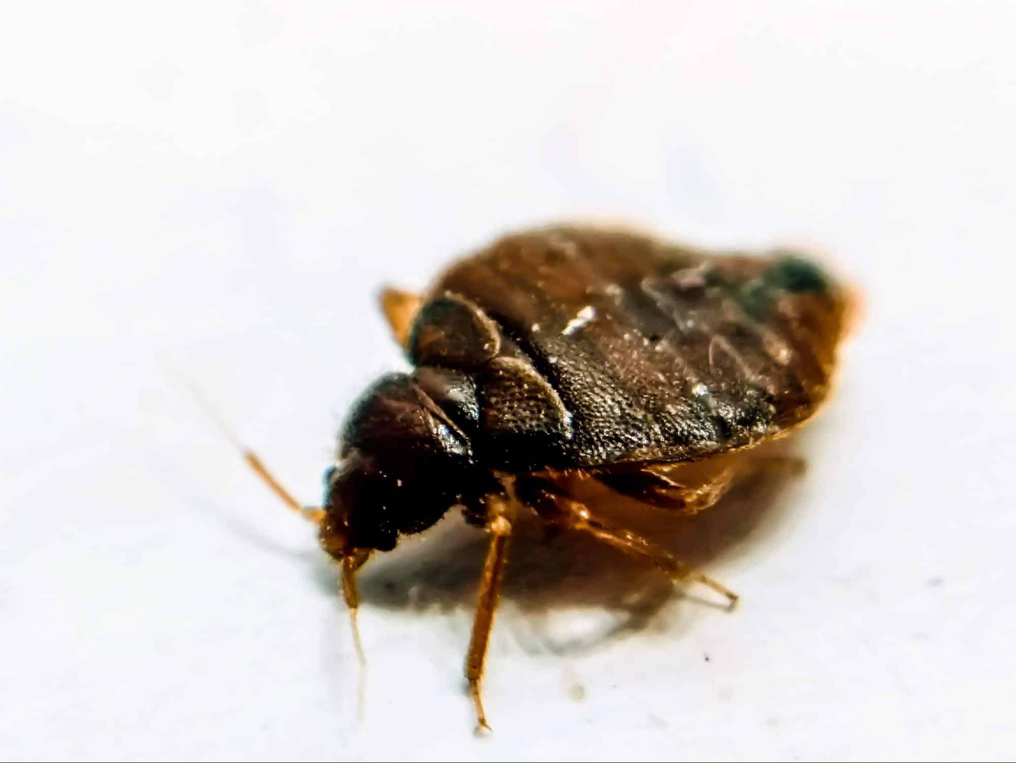 Bed Bug Identification Guide What Does a Bed Bug Look Like