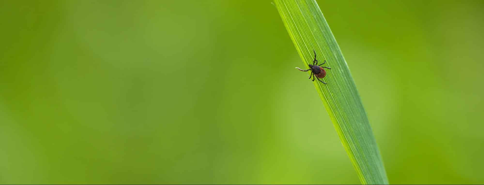 Tick Talk A StepbyStep Guide on How To Remove Ticks Hawx Pest Control