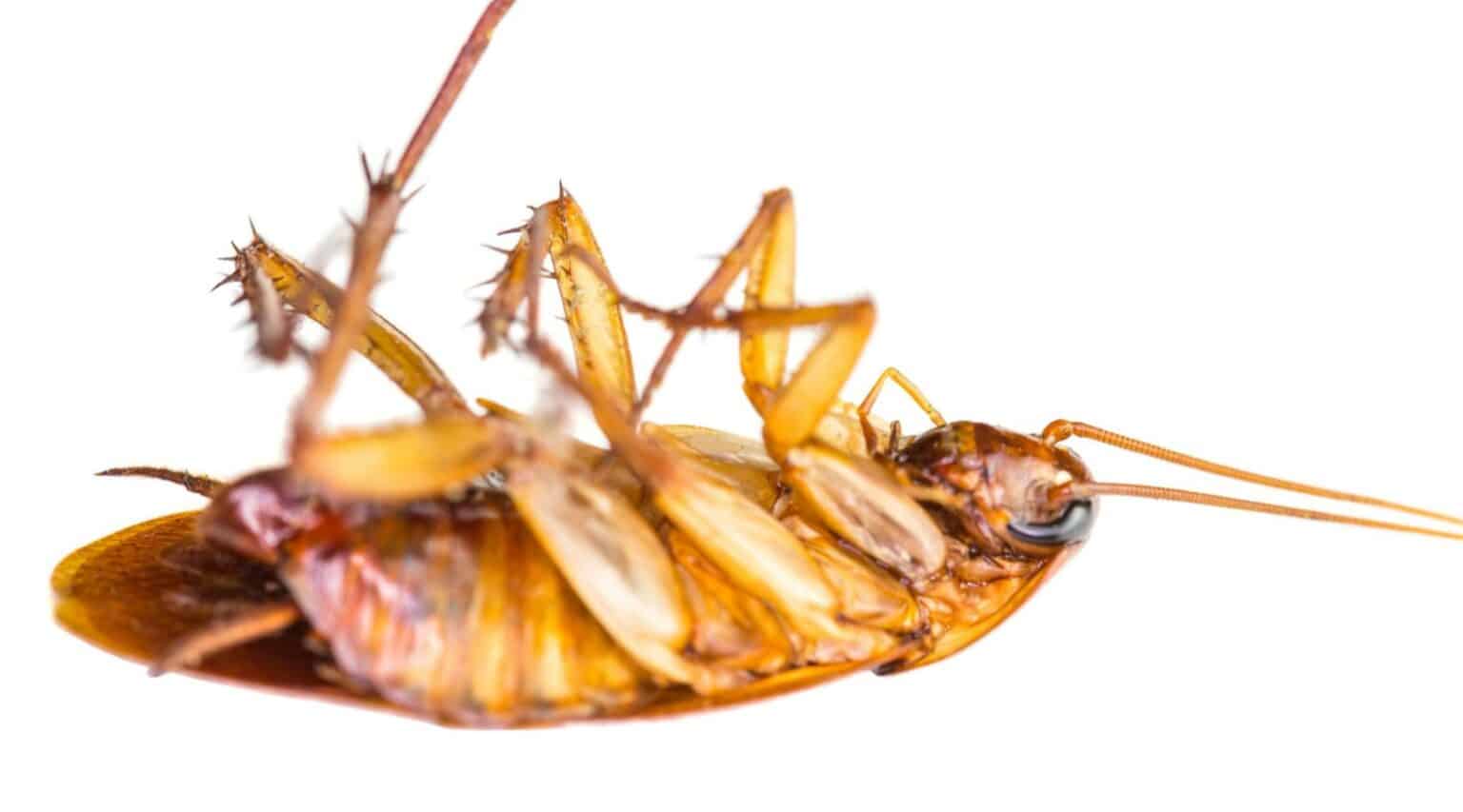 Understanding Roach Bombs and When To Use Them Hawx Pest Control