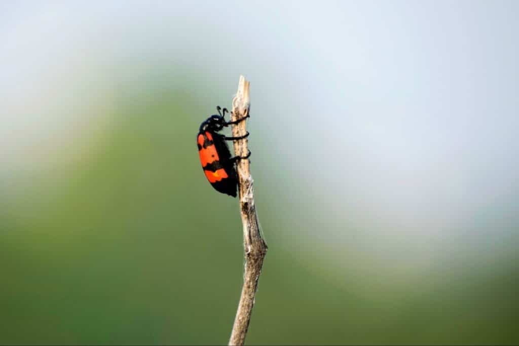 Recognizing and Preventing Blister Beetle Bites