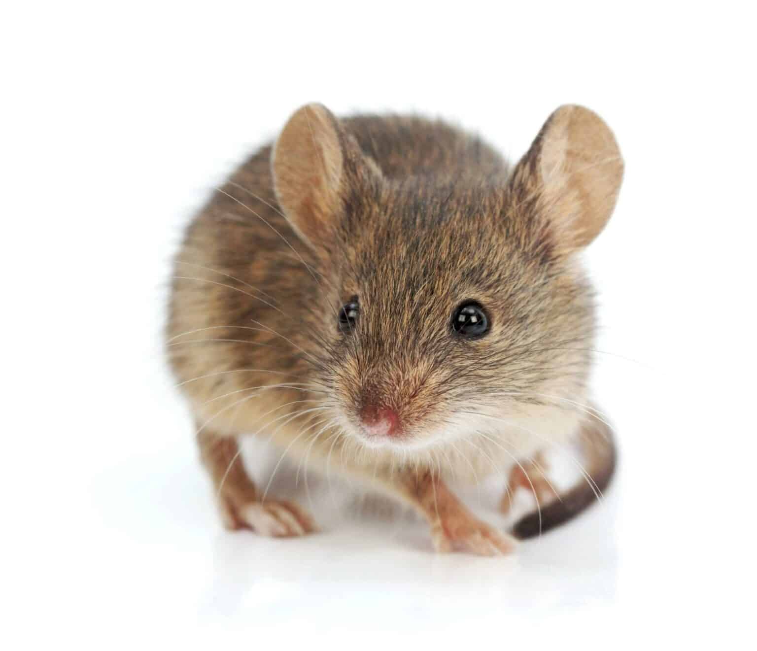 Can Mice Climb Walls? How to Stop the Scramble Hawx Pest Control