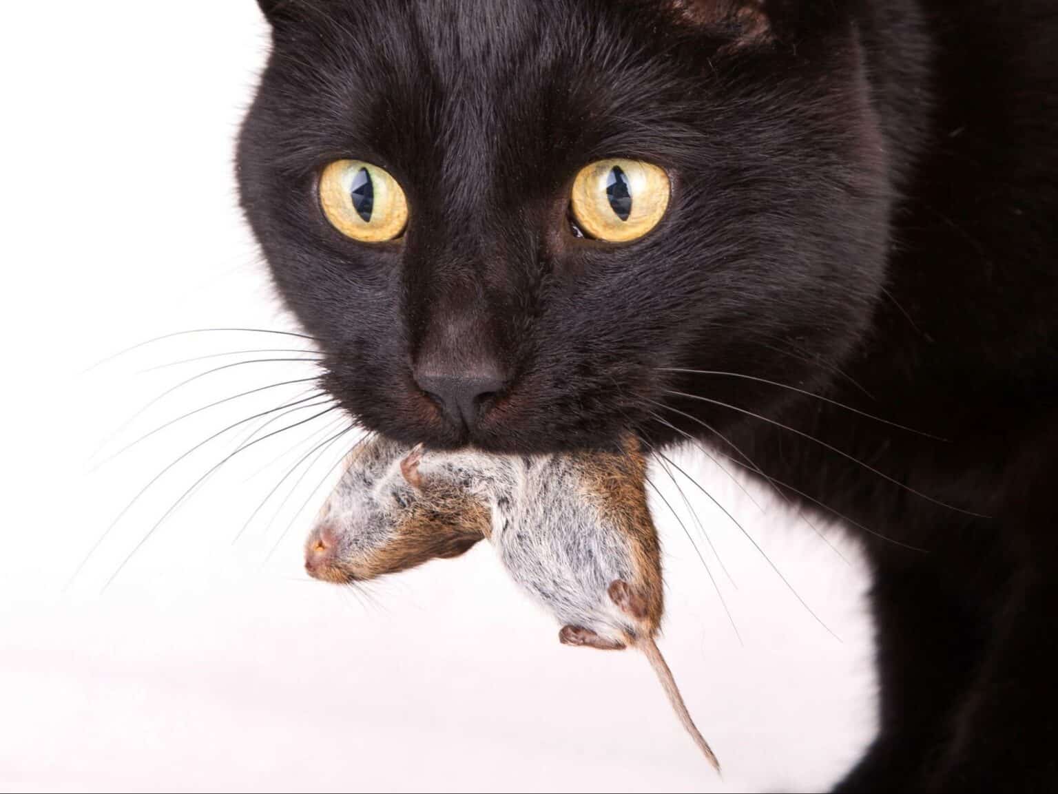 Do Cats Eat Mice? The Truth and Common Myths