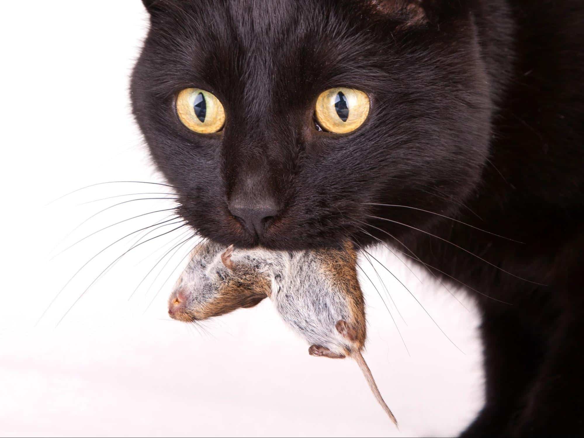 Do Cats Eat Mice? The Truth and Common Myths - Hawx Pest Control